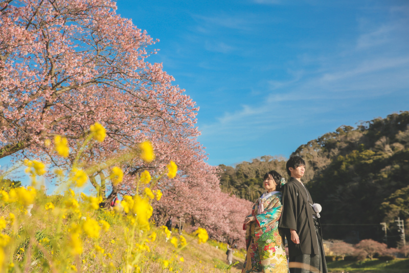 もうすぐ開花の伊豆河津桜プラン