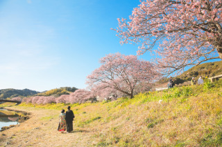 もうすぐ開花の伊豆河津桜プラン