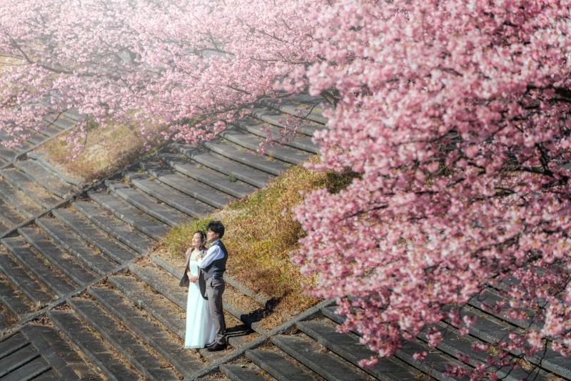 河津桜ロケーション2月上旬〜3月上旬までの限定プラン