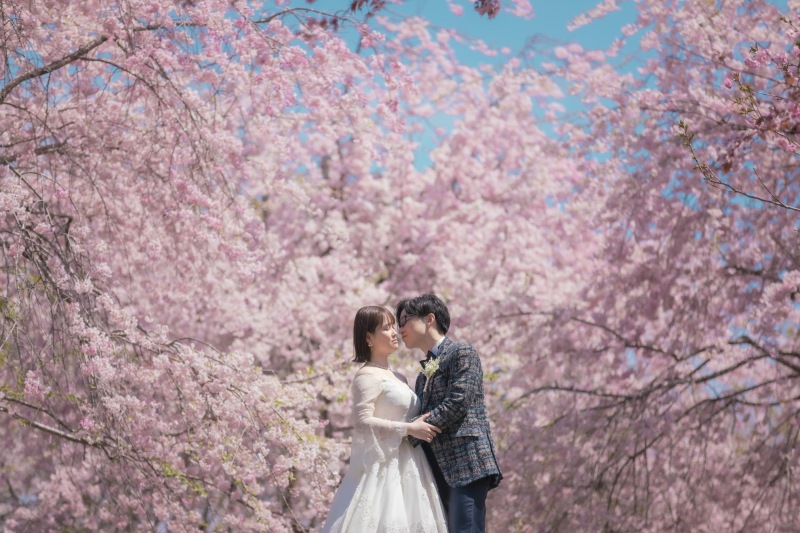 桜の撮影予約、残りわずかとなっております