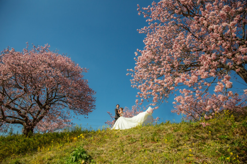 秋の次は！桜のシーズンです！！！＾＾/先行ご予約受付中！