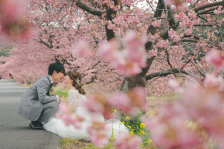 ドレスで伊豆河津桜撮影がかわいい理由♡