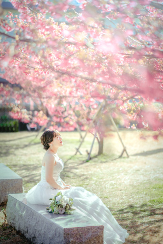 まもなく開花、2月~3月上旬の河津桜ロケーションフォト
