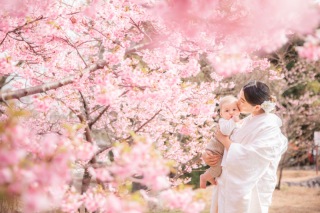 富士宮も早咲きの桜が開花しております