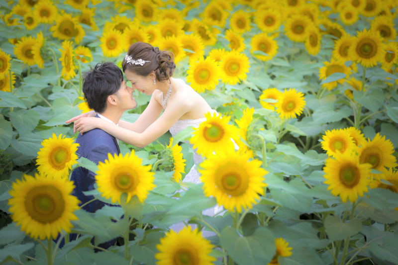 もうすぐ開花♪ひまわり畑ロケーションフォト