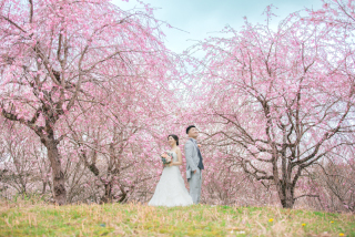 富士山周辺の桜ロケーションフォト