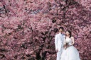 河津桜プランご予約開始致しました