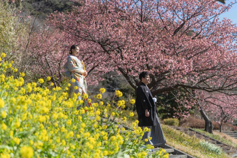 2月上旬から撮影できる南伊豆河津桜撮影プランご予約スタート