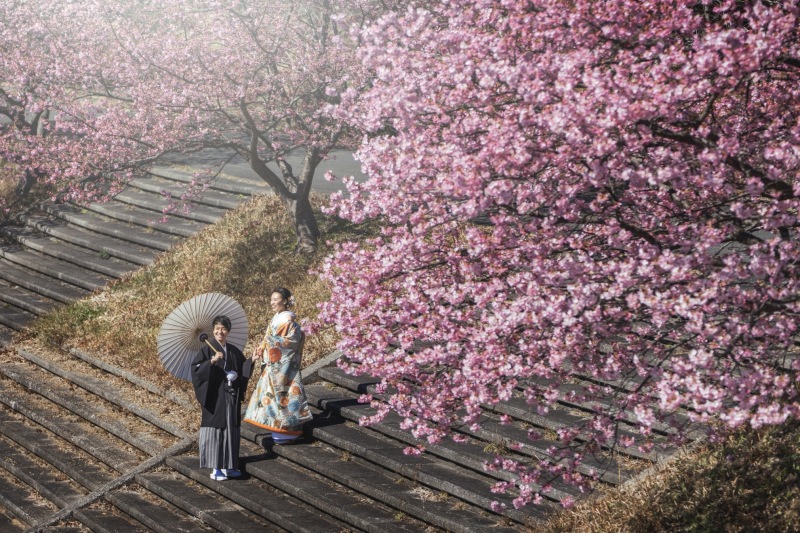 2月の河津桜撮影プラン詳細です
