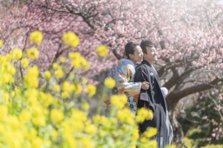桜の撮影予約、残りわずかとなっております