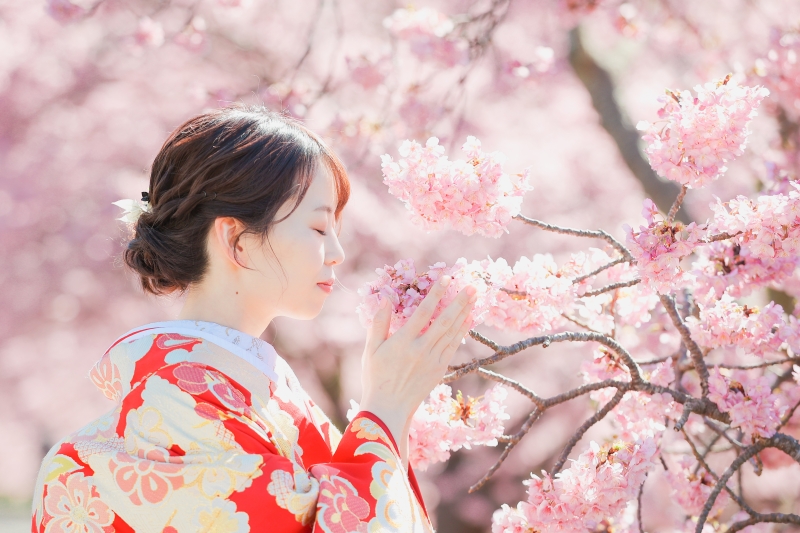 2月〜3月南伊豆の河津桜ロケーション和装