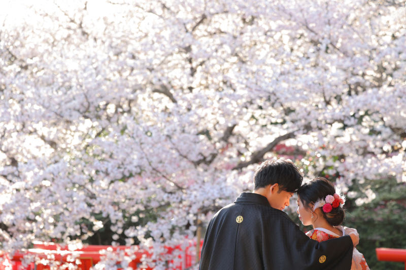 春の桜ロケーション