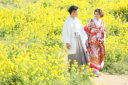 菜の花ロケーション