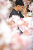 桜ロケーション