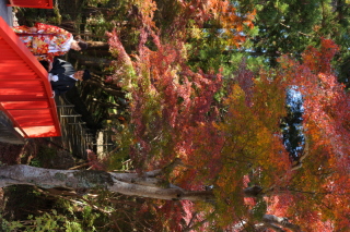紅葉ロケ　普門寺ロケーション♪