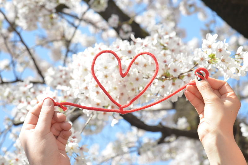 桜フォト予約受付開始♪