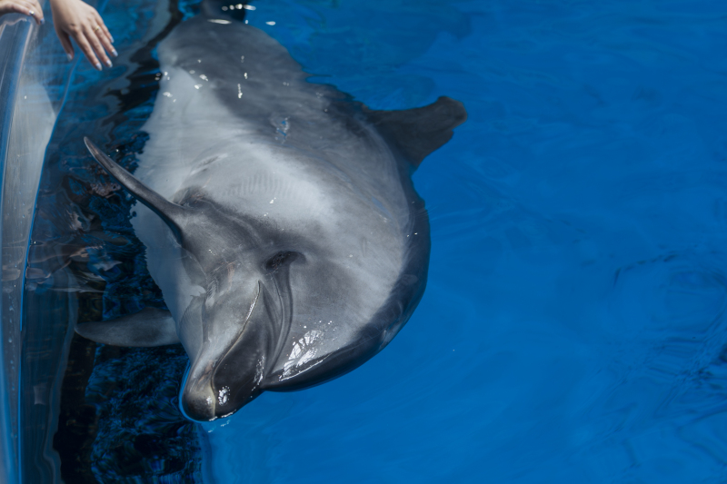 SWITCH東京プレゼンツ、イルカタッチコレクション♪