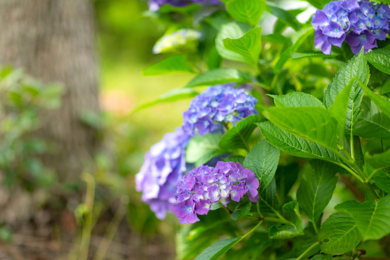 竹内写真館アンジュールの開花情報♪｜フォトウエディングなら埼玉の竹内写真館