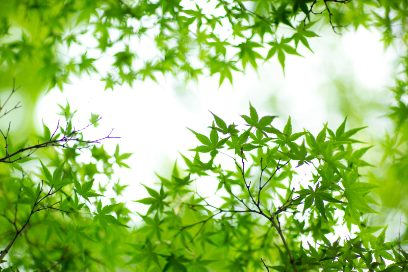 竹内写真館アンジュールの開花情報♪｜フォトウエディングなら埼玉の竹内写真館