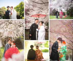 桜の祝福に包まれるフォトウエディングはいかがですか?