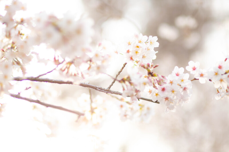 Wedding Gardenアンジュール四季彩の庭 春のお花情報♪