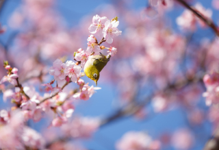 Wedding Gardenアンジュール四季彩の庭 春のお花情報♪