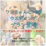 ☆ワンちゃんと一緒☆ワンちゃんのソロ撮影データも入ったプランが新登場!