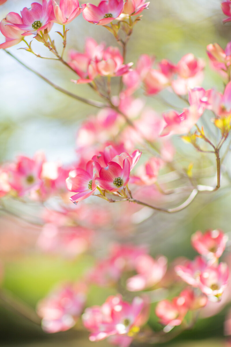 Wedding Gardenアンジュール四季彩の庭 春のお花情報♪