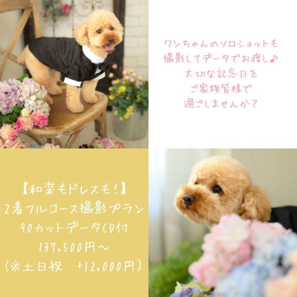 ☆ワンちゃんと一緒☆ワンちゃんのソロ撮影データも入ったプランが新登場!