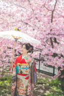 2024年桜まとめ（2025年桜希望する人は是非読んでね！）