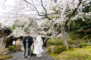 祝　ソメイヨシノ満開