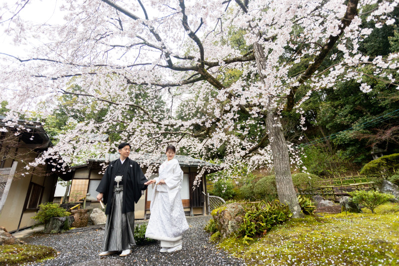 祝 ソメイヨシノ満開