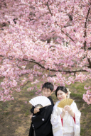 直前予約OK 桜ロケまだ空いている日ありますよ！　マンボウ解除万歳記念も