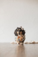 愛犬と一緒に、大切な思い出を残しませんか♡