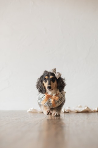 愛犬と一緒に、大切な思い出を残しませんか♡