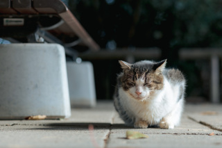 ちょこっとしたお話　♪