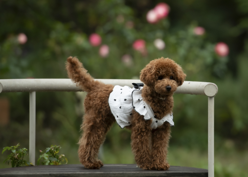 愛犬と叶えるフォトウエディング!