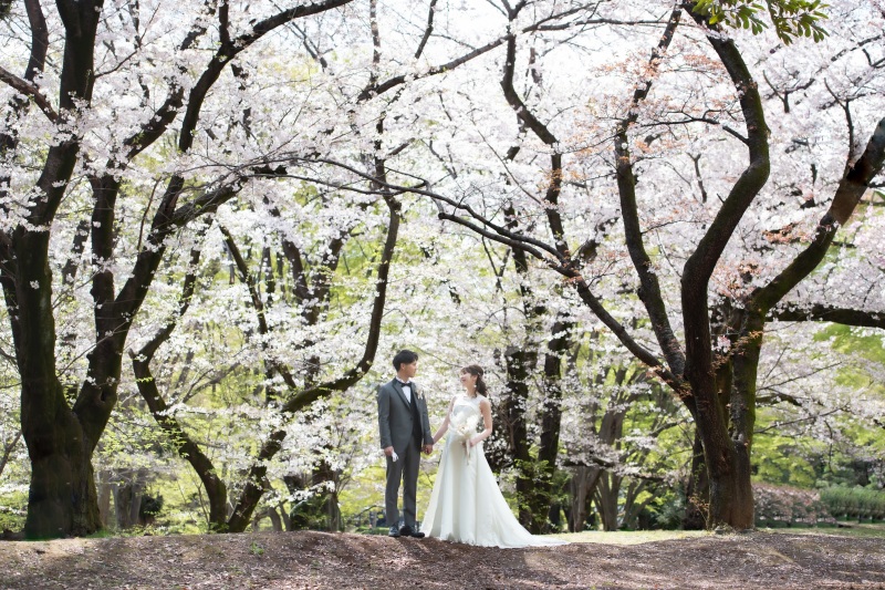 まだ間に合う！桜時期の代々木公園プラン！