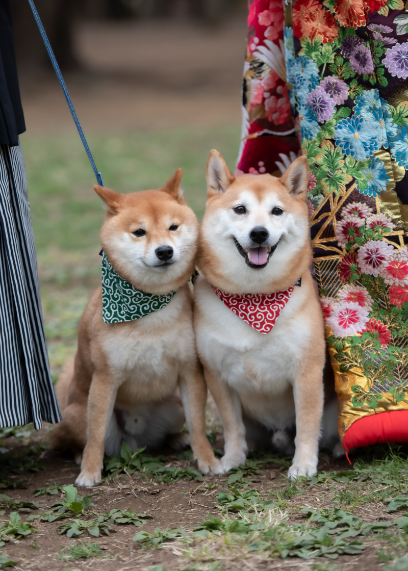 ペットと叶えるフォトウエディング♪