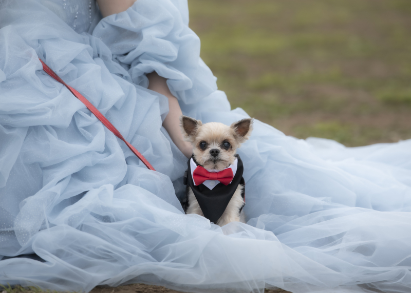 愛犬と叶えるフォトウエディング!