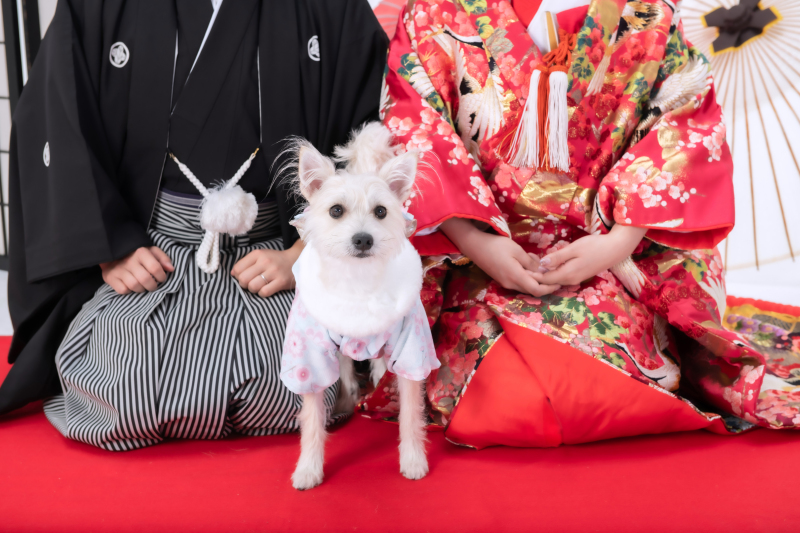 可愛くてたまらない!ペットのソロショット♡