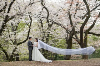 春の桜ロケプランに嬉しい特典付き！お早めにお問合せを♪