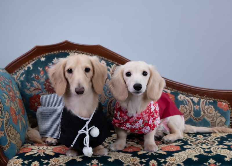 お得がいっぱい☆夏のスタジオ撮影!