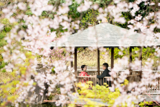 春は枝垂れ桜♡目白庭園の予約まだ間に合います！