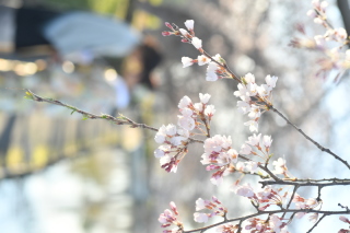 桜
