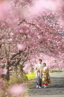 桜ロケは姉妹店アンシャンテ伊豆で