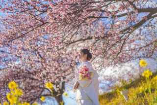 桜ロケ撮影スタート!