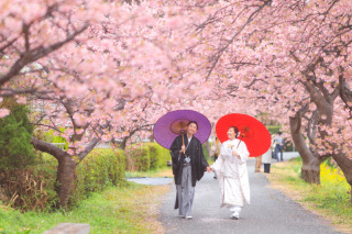 河津桜×ロケーション