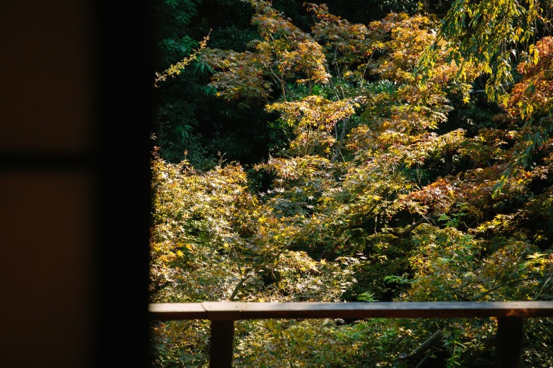【旧安田楠雄邸】紅葉の色付き進捗