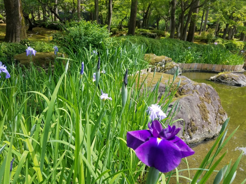 菖蒲や紫陽花の季節になりました